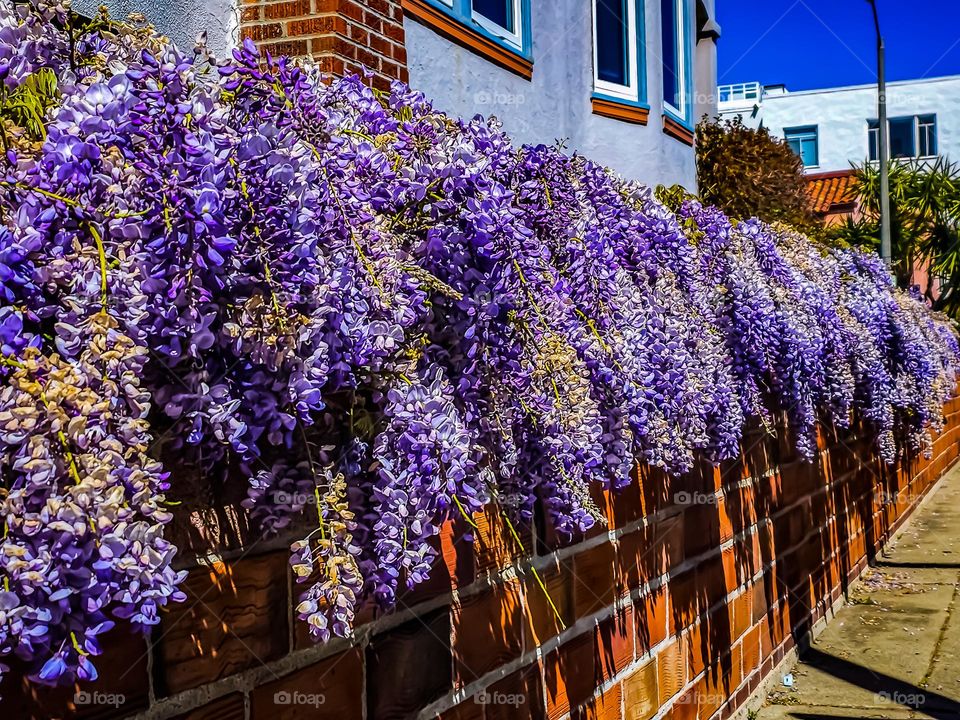 Lovely purple Wisteria cascading over a brick wall in the city on a beautiful sunny spring afternoon 