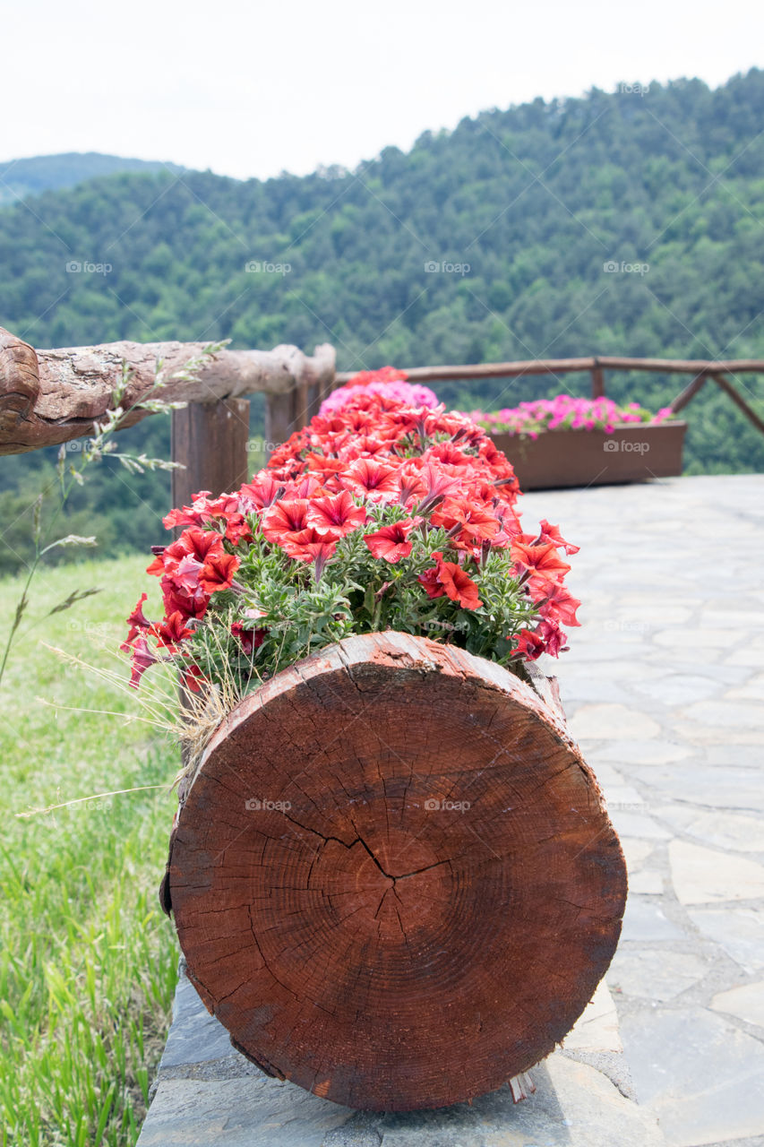 Flowers in the garden