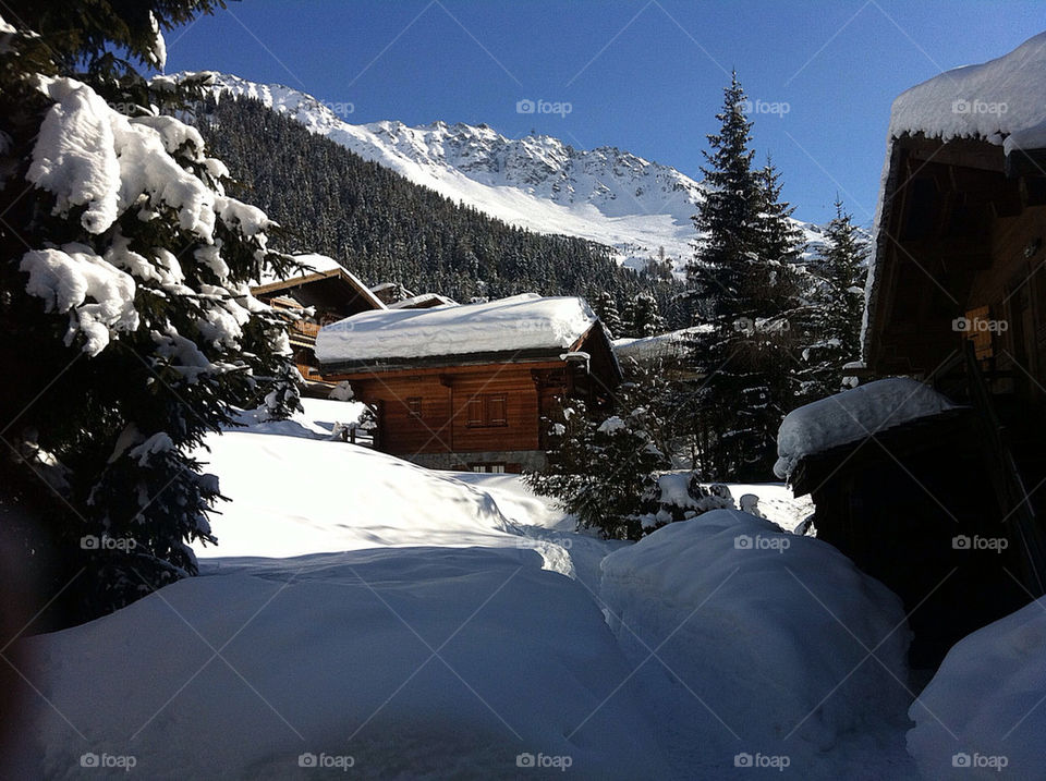 snow trees mountains pines by swisstraveler