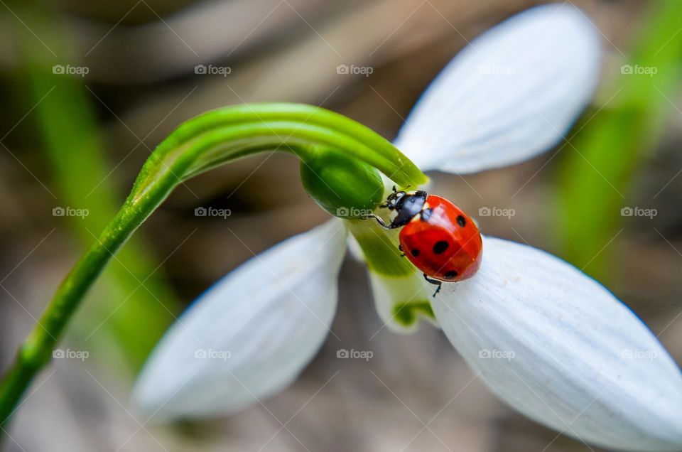 Spring card with snowdrop and ladybug