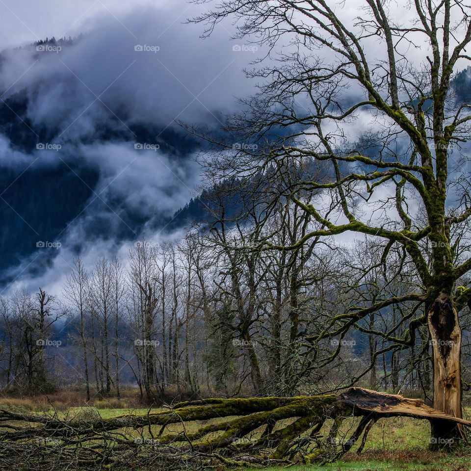 Cracked bare tree fallen in the forest