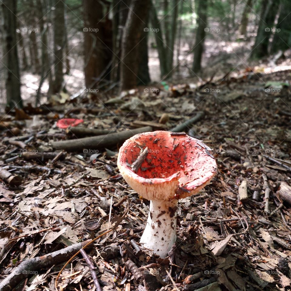 Woodland Mushroom. fungi growing in the wild