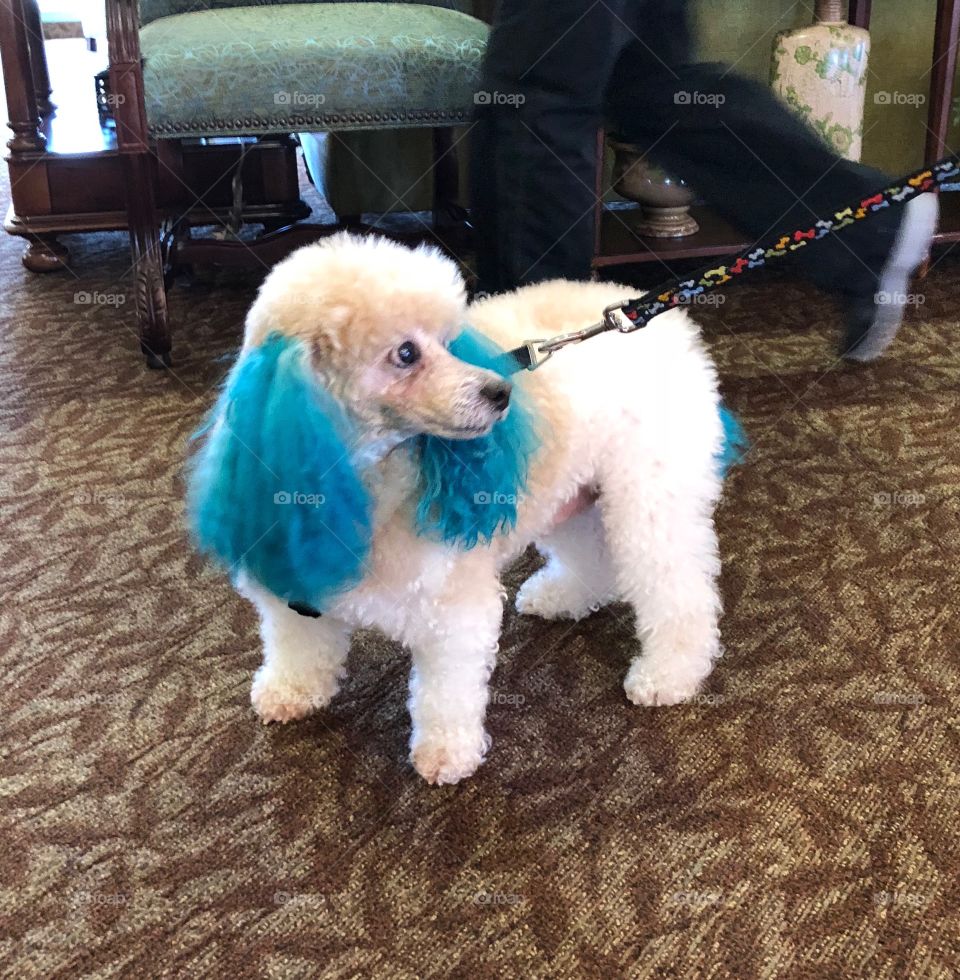 Pretty Poodle with Blue Ears