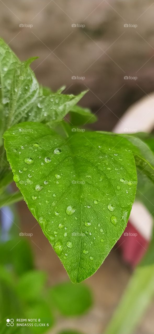 drop rain on leaf