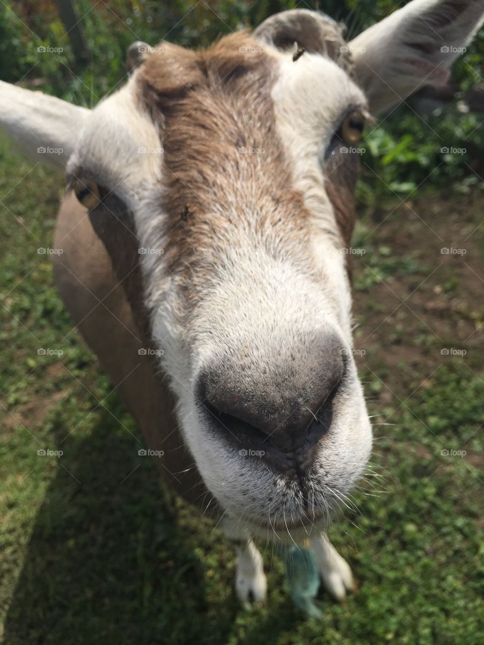 Close- up of a goat