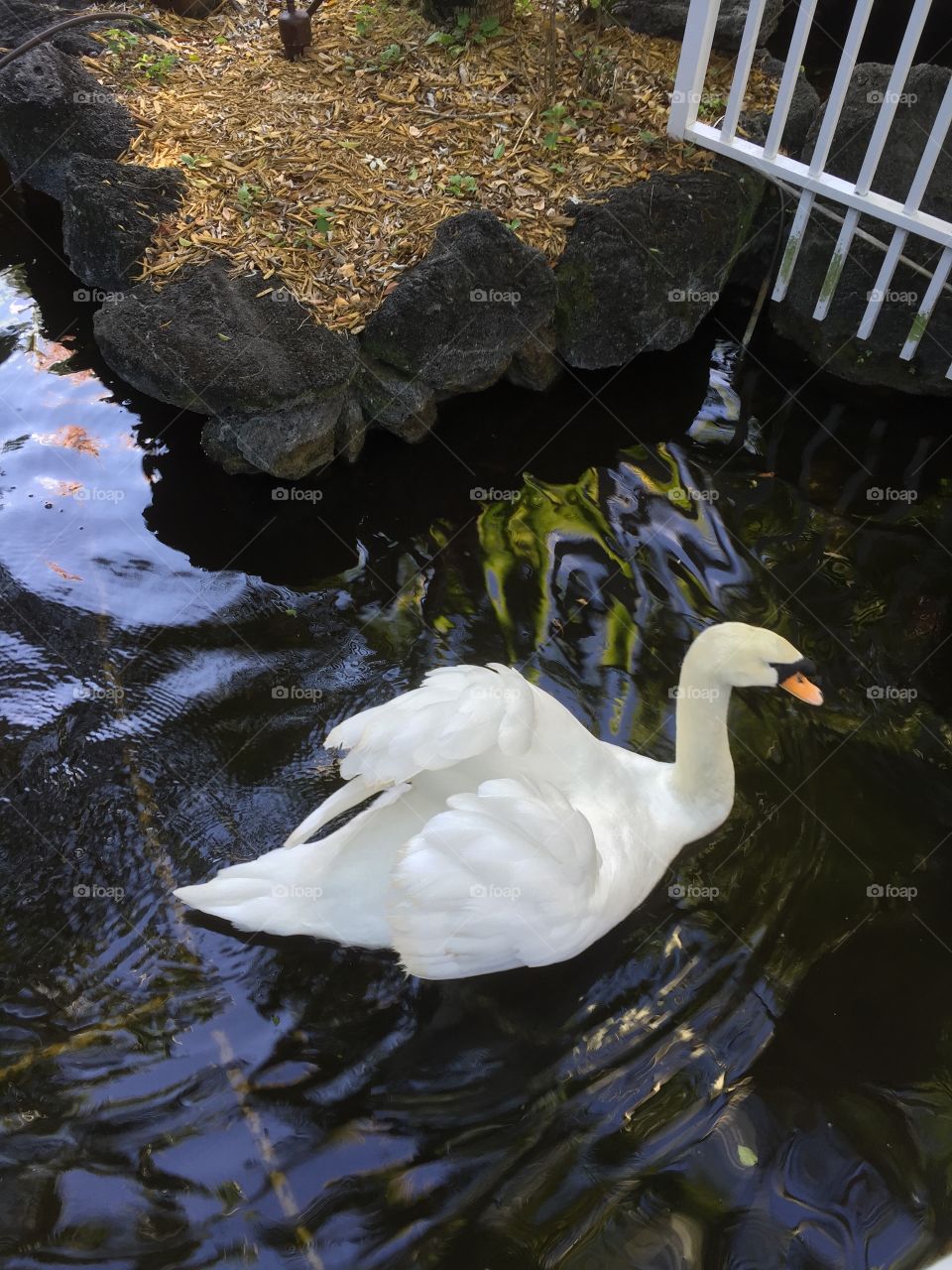 Water, Bird, No Person, Nature, Duck