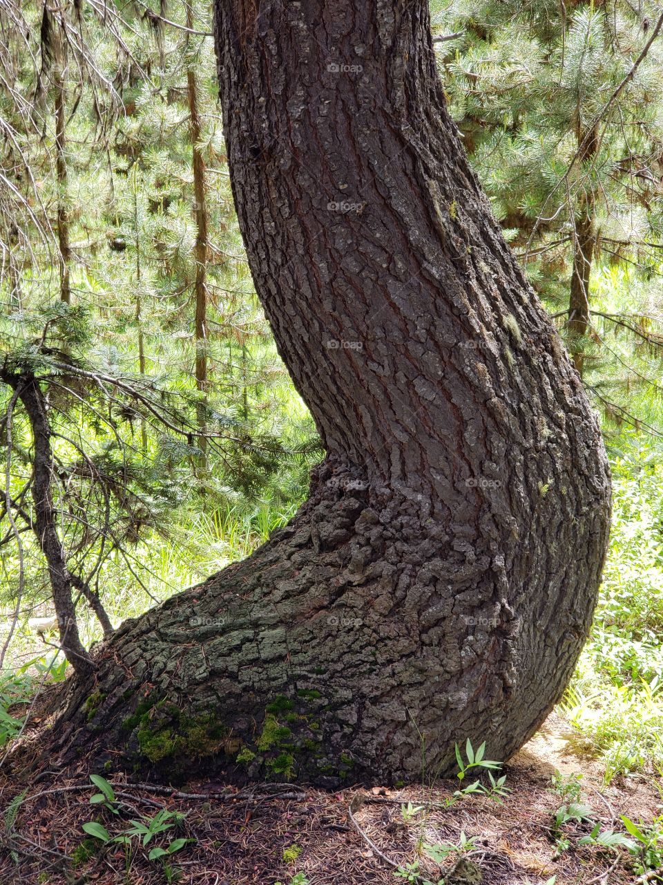 Close- up of a unique tree curved at the bottom from weather endured when it was young.