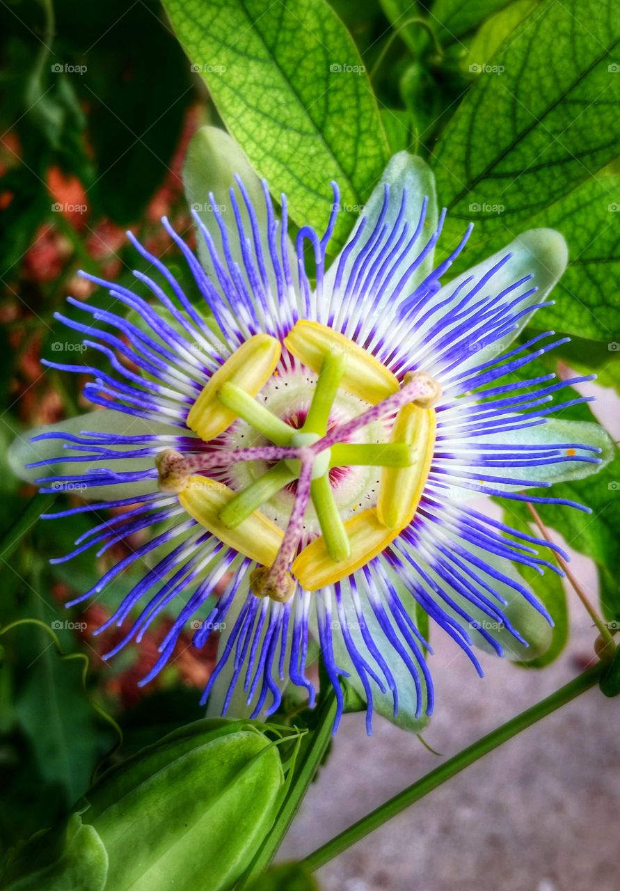 Isis flower. a flower with no name