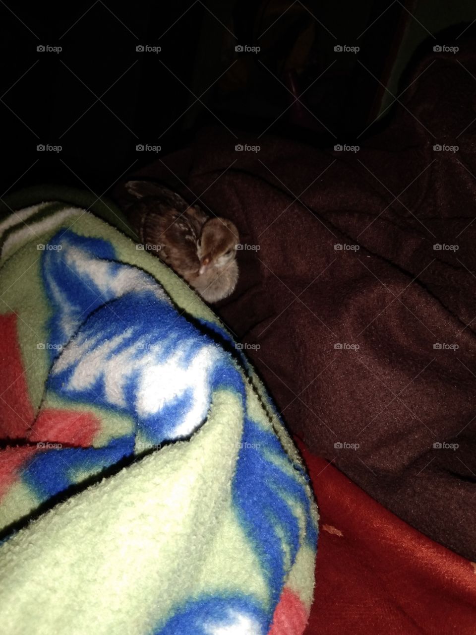 The reason birds can fly and we can't is simply because they have perfect faith, for to have faith is to have wings.” ...I love this.