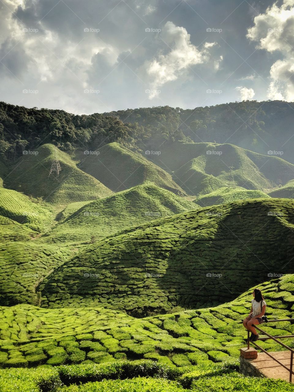 Tea plantations as far as the eye can see