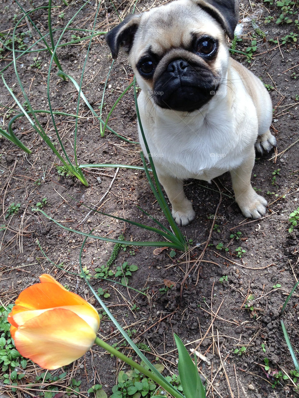 spring flower dog dogs by melody