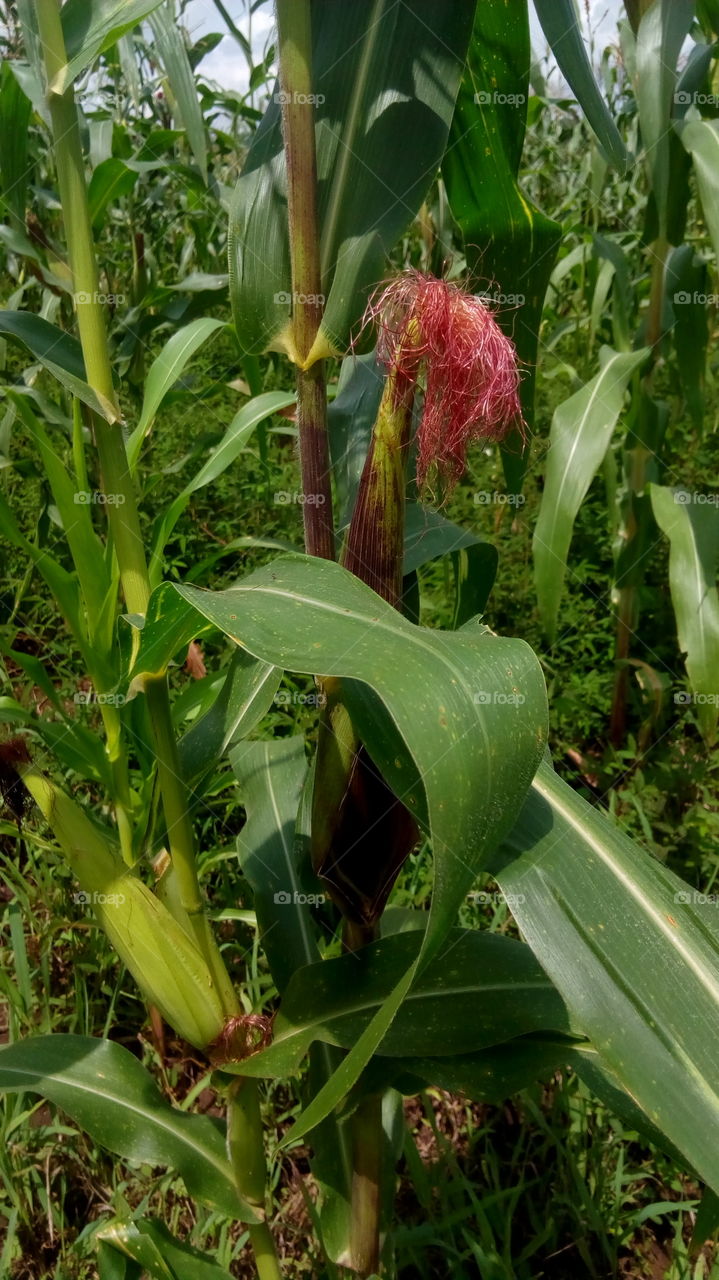 maize farm plantation