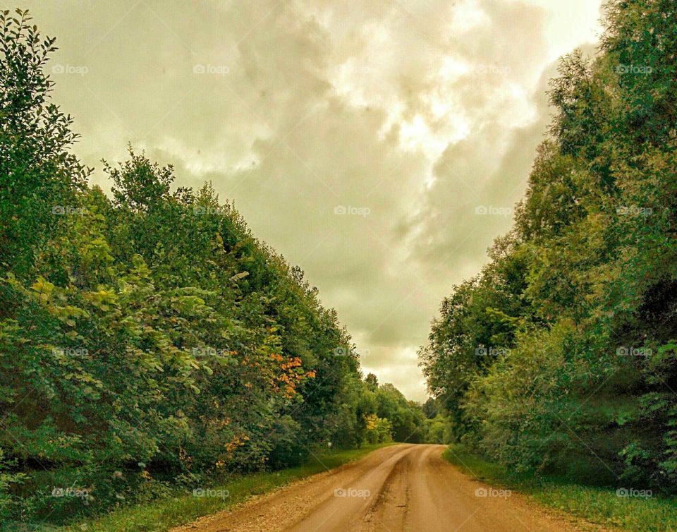 Forest and road