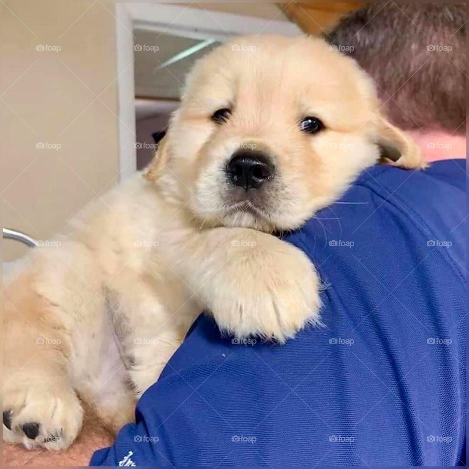 puppy sleeping on my shoulder