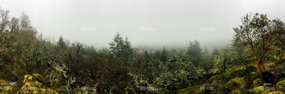 Mist and fog over arbutus covered Bear Mountain on Vancouver Island, Canada. 