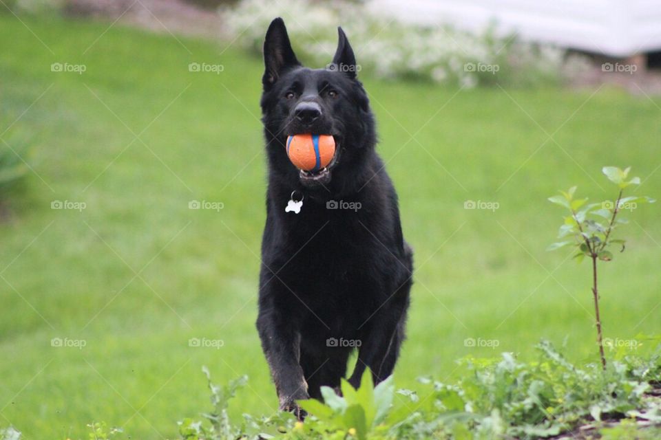Our German Shepherd running with the ball in his mouth. 
