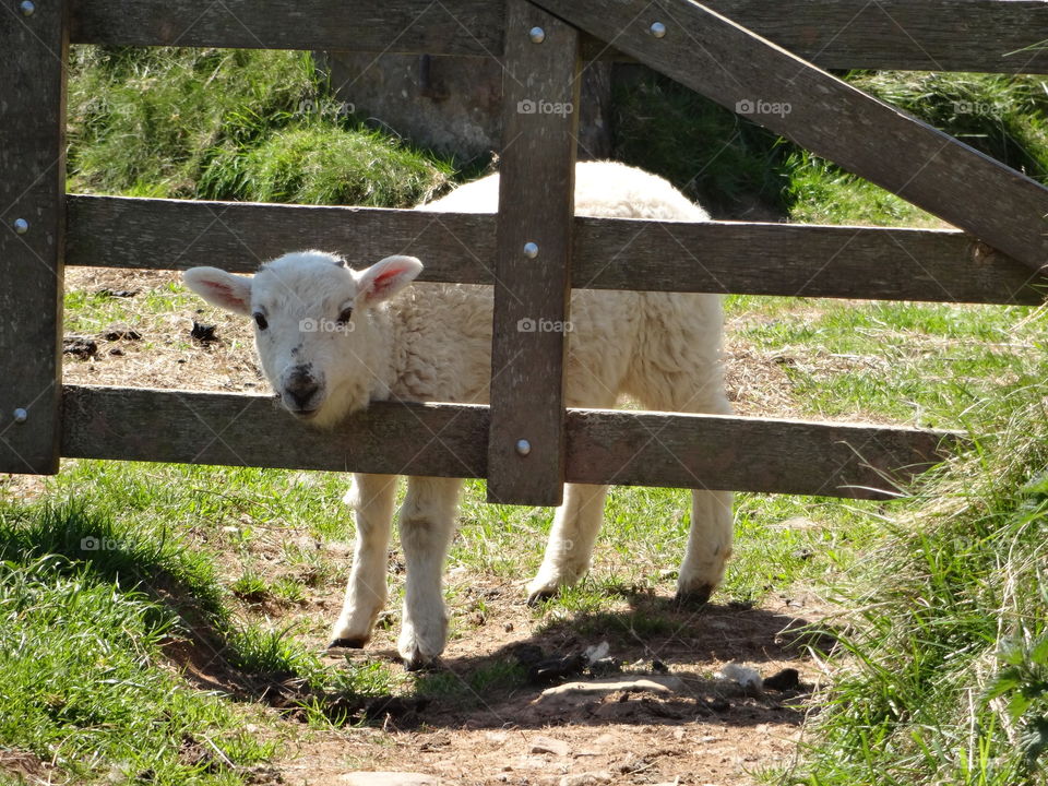 Lamb at gate