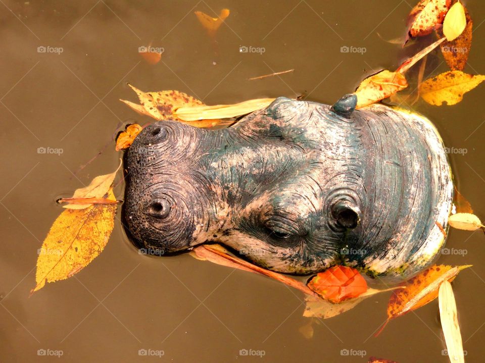 hippopotamus