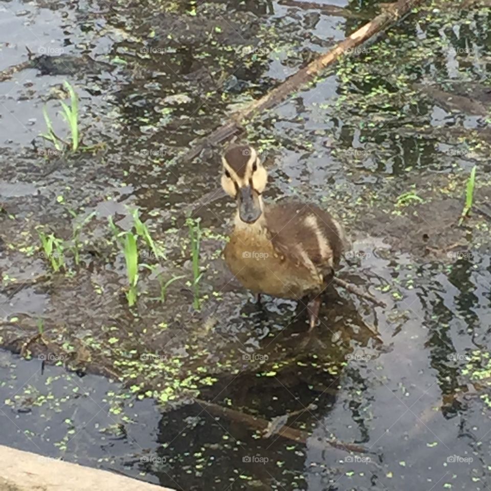 Baby Duck