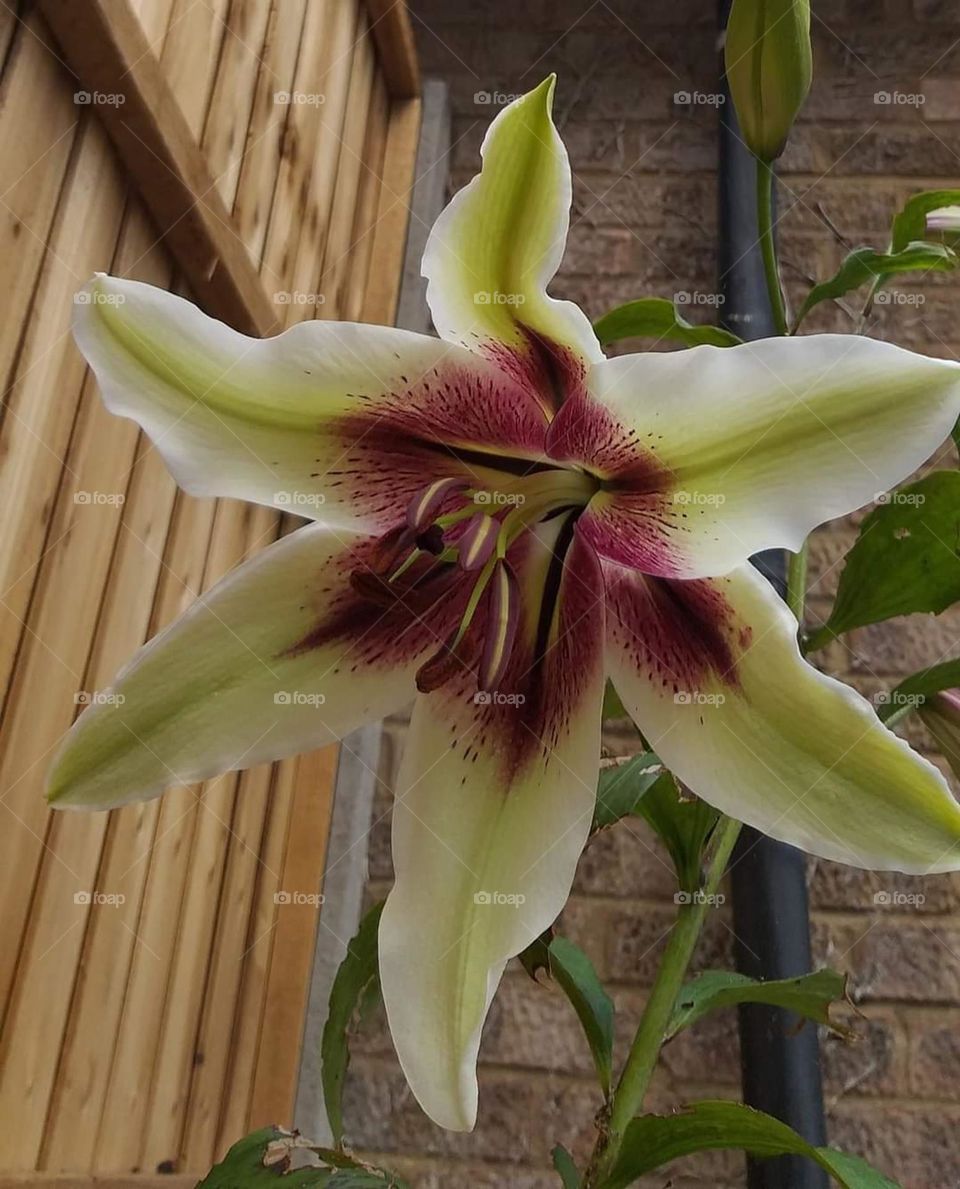 This beautiful Lily has been decorating my garden for  a couple of weeks ago