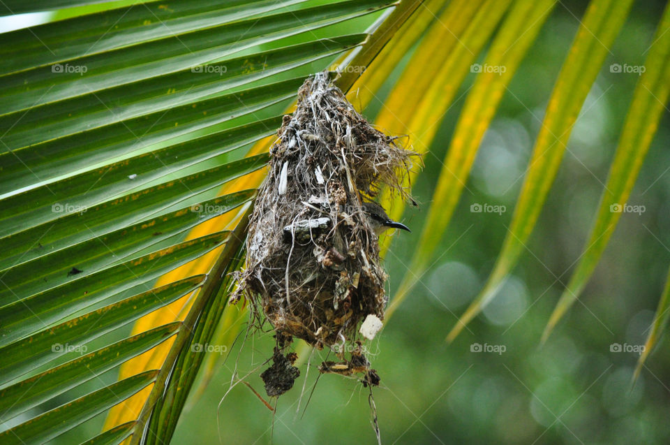 A bird is ready to leave its home, observing its surroundings