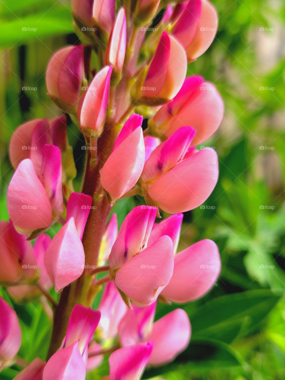 Blooming pink Lupin