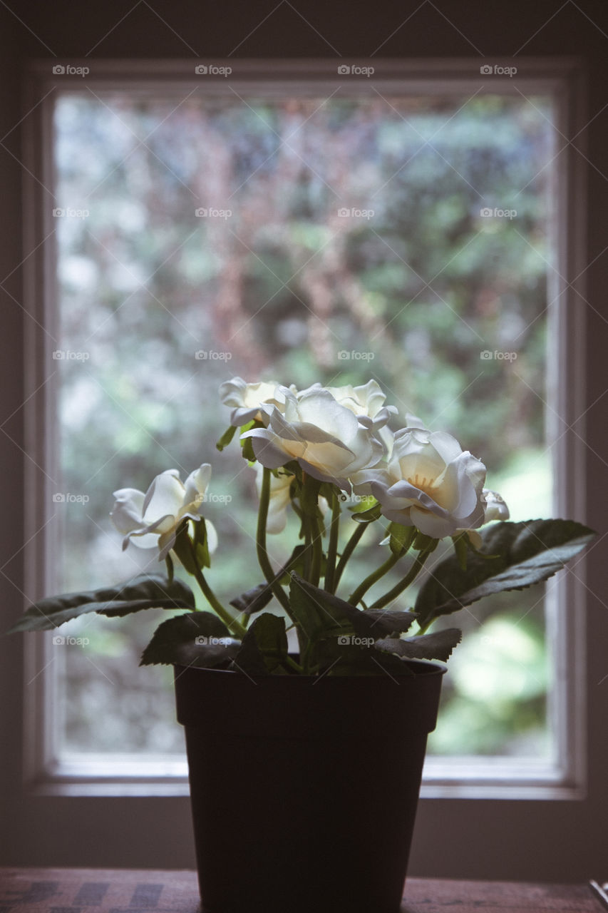 Potted plant near window