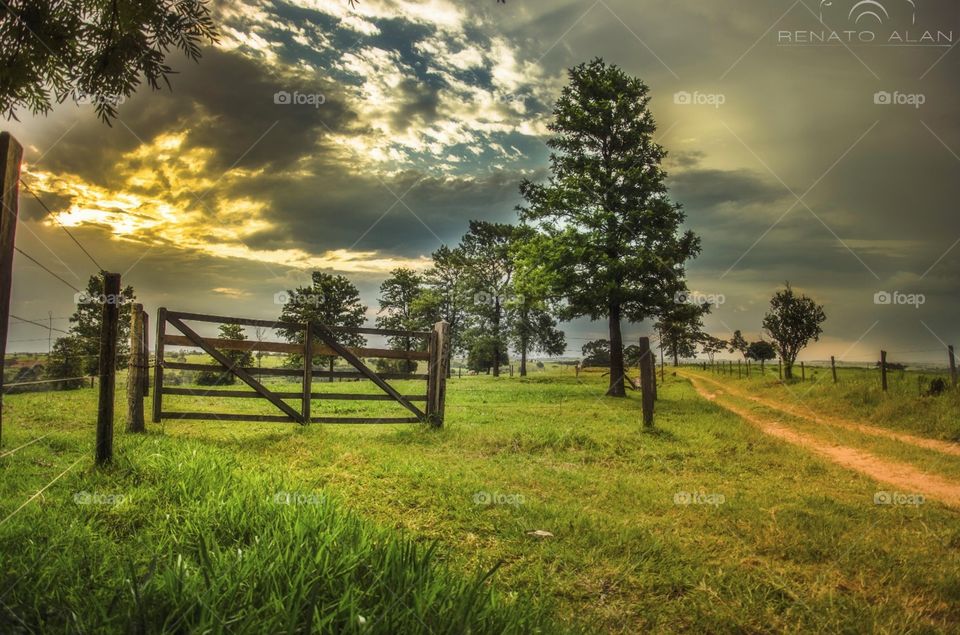 No Person, Grass, Nature, Outdoors, Tree