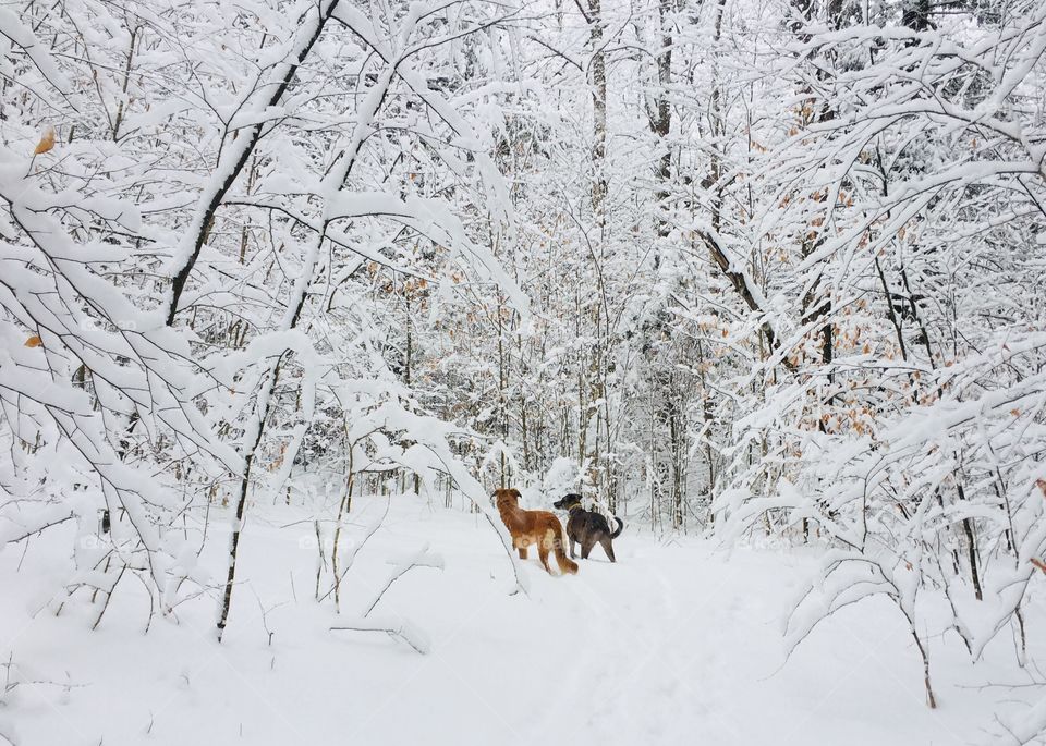 Snowy adventures await these pups