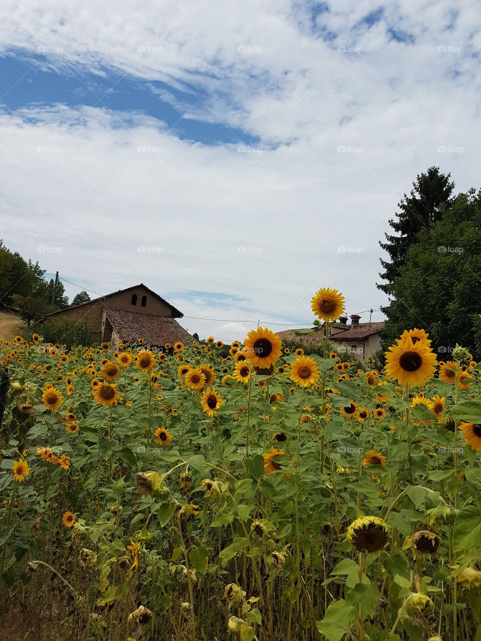 Sunflowers field and farm house in summer with cloudy sky