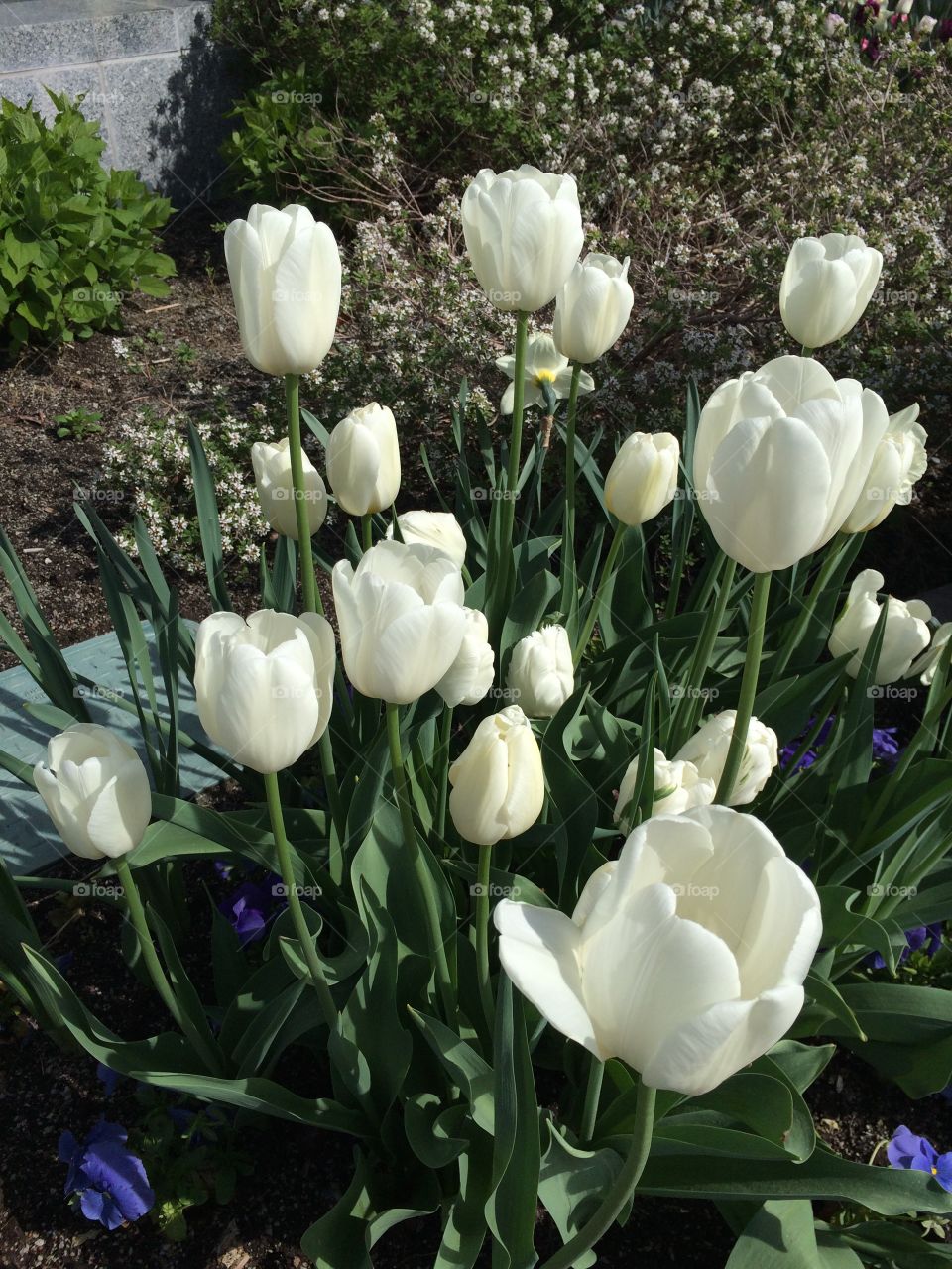White Tulips