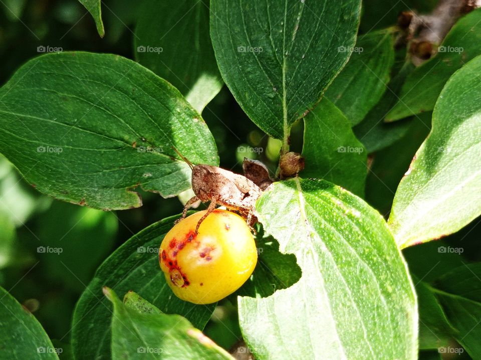 A grasshopper on a berry. Pezotettix giornae is a species of" short-haired grasshoppers " belonging to the subfamily Pezotettiginae.