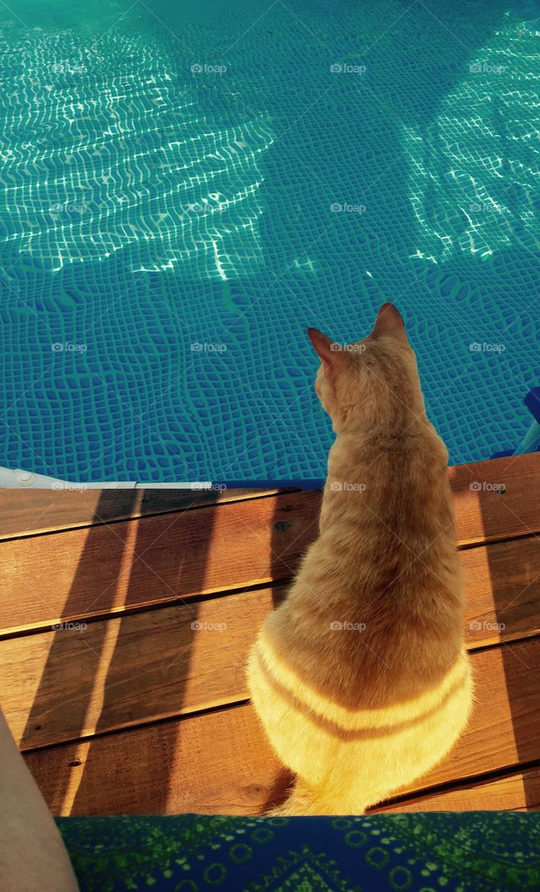 Cat sitting on the pool deck