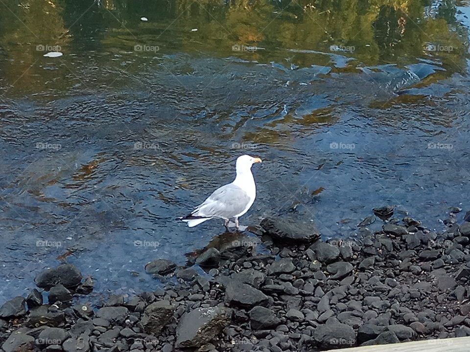 seagull in the border