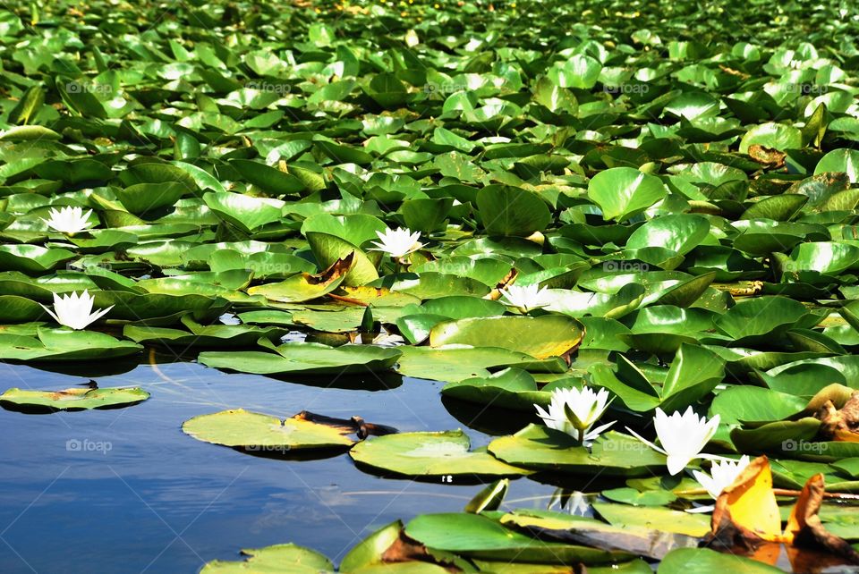 Water lilies in the Danube Delta
