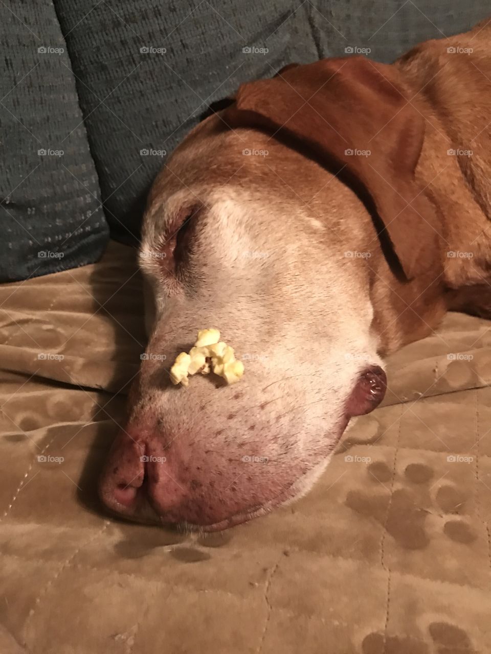 Popcorn Dog