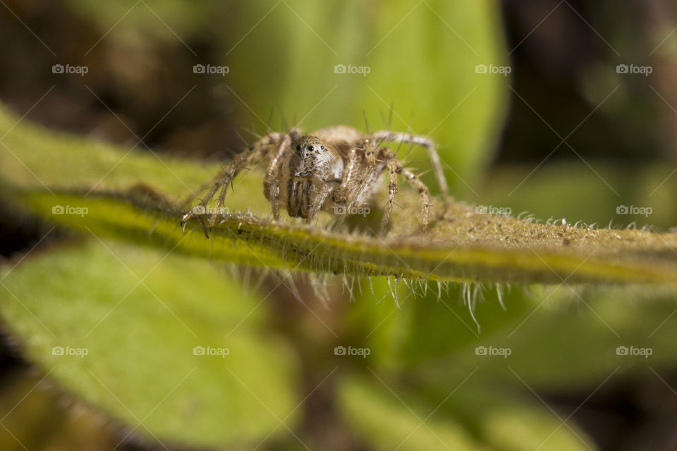 small jumping spider on a blade of grass