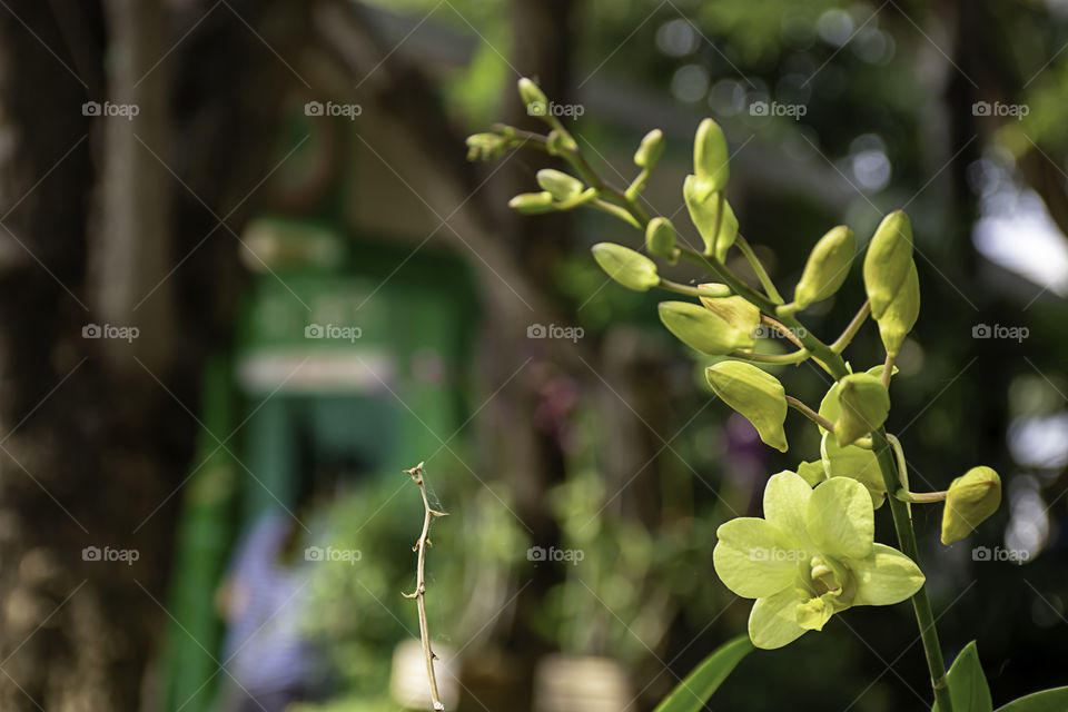 Beautiful yellow Orchid Background blurred leaves in the garden.