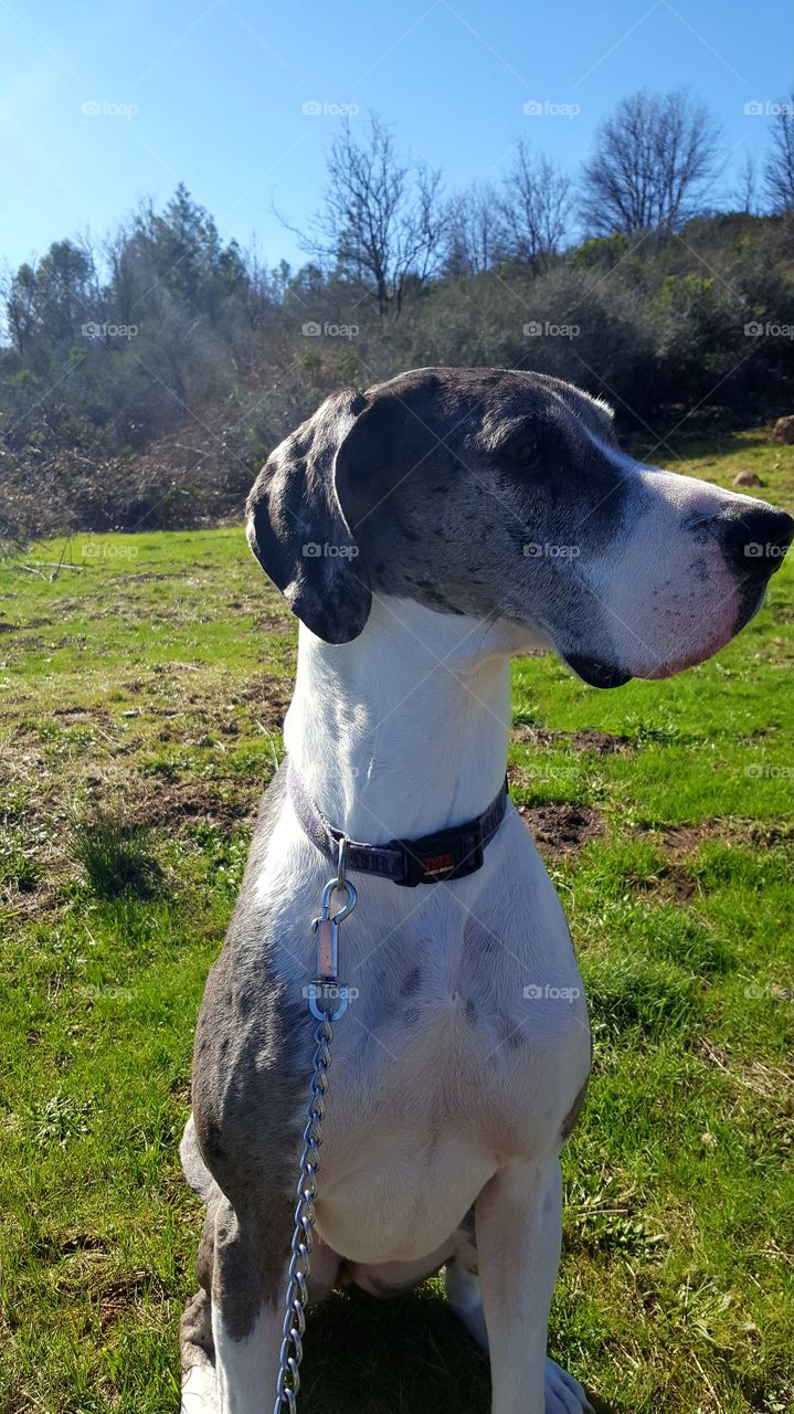 our Great Dane out getting some  winter sunshine