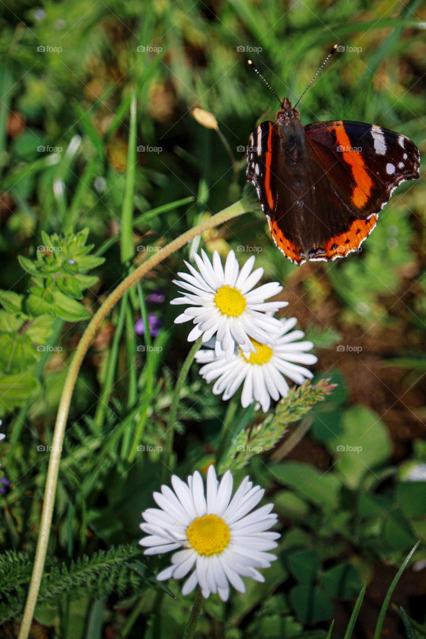 Butterfly at the daisy flower