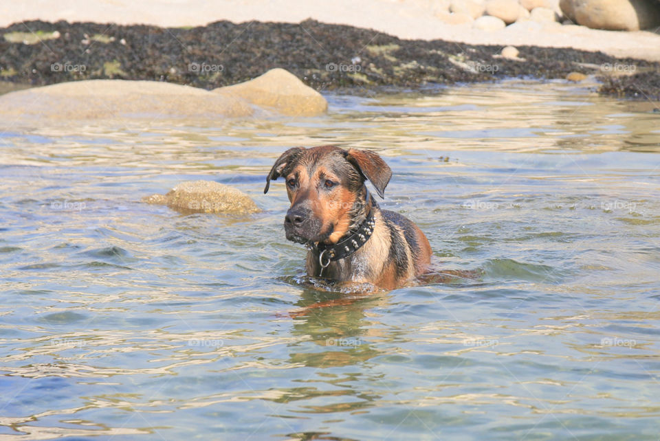 Dog in thé sea