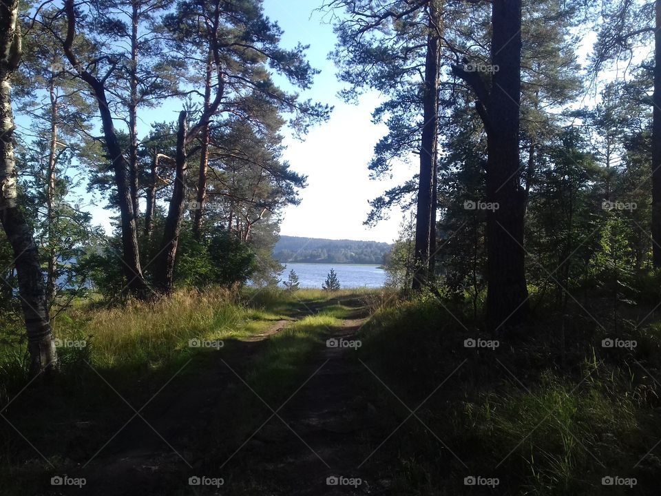 Karelia's nature. Karjalainen metsä.