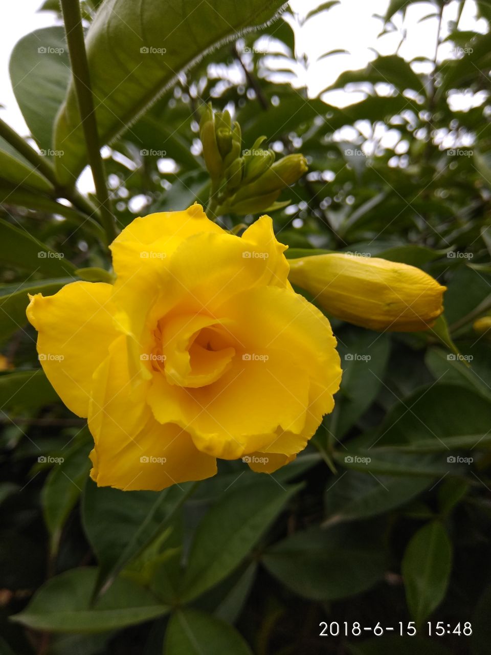 Fresh flowers blooming in a wild, yellow texture, under green leaves