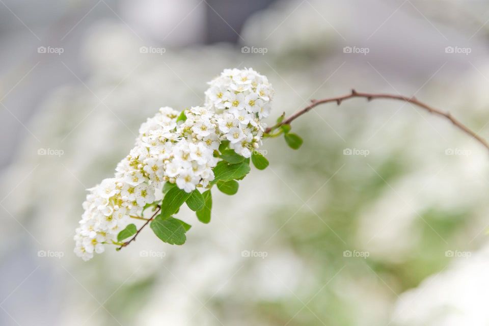 Spring blossom