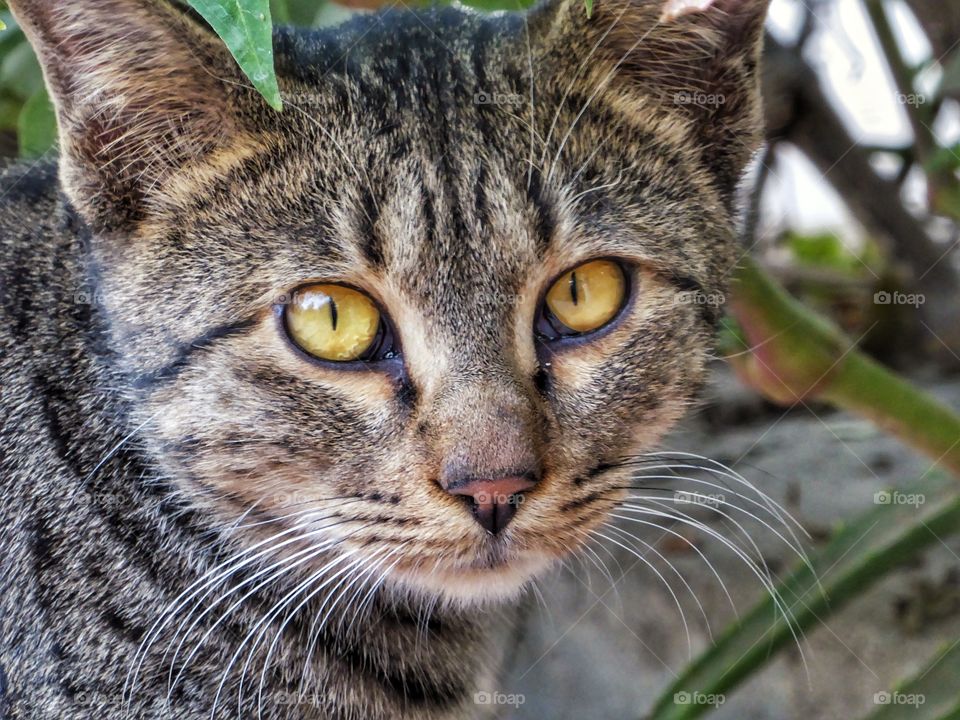 Close-up of cat looking at camera