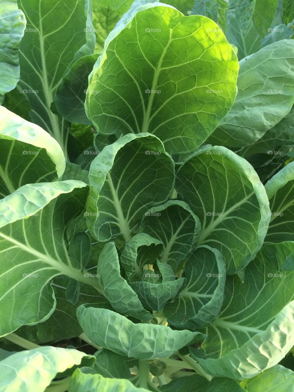 Young collards