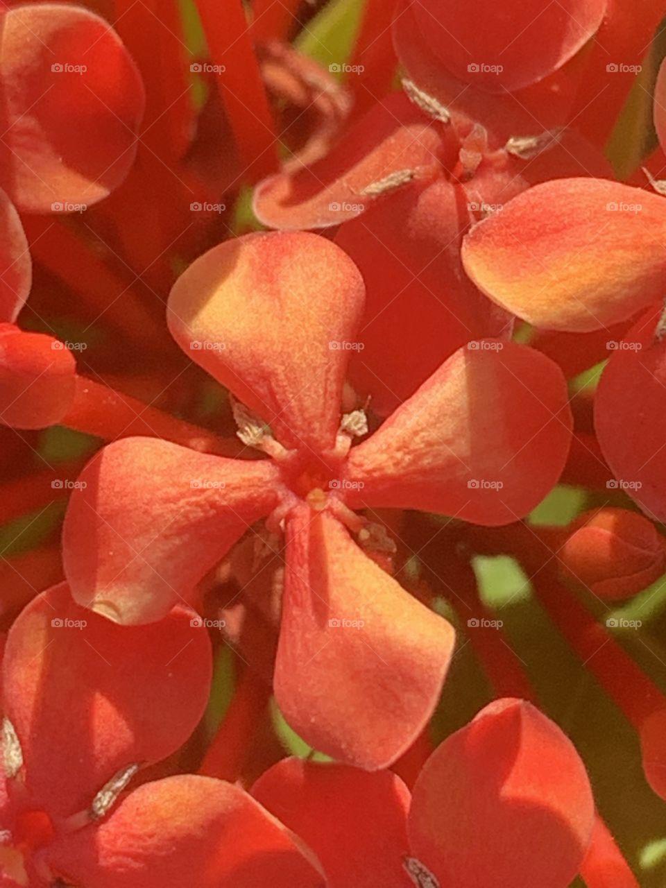 Lil red flower 