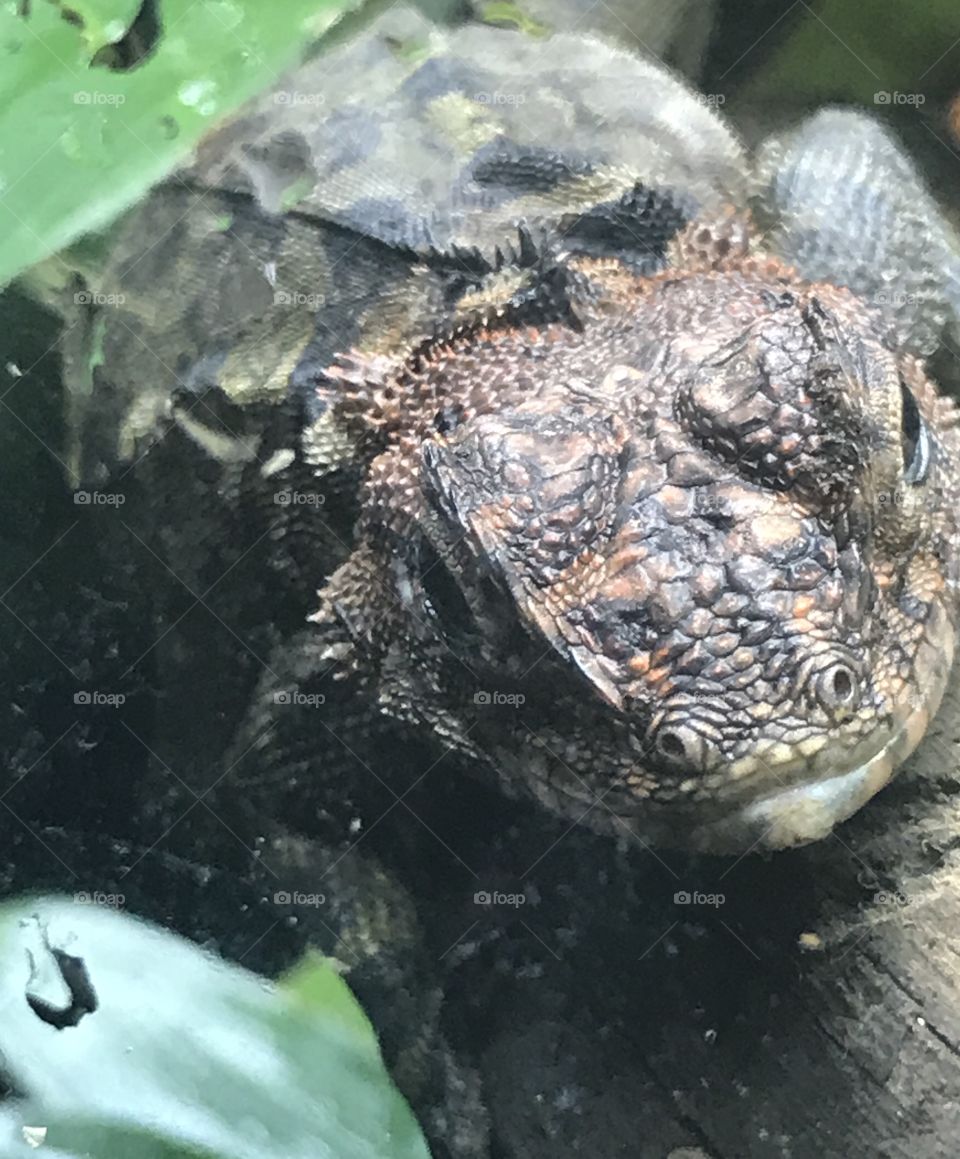 Spiny-headed Tree Lizard  - closeup 