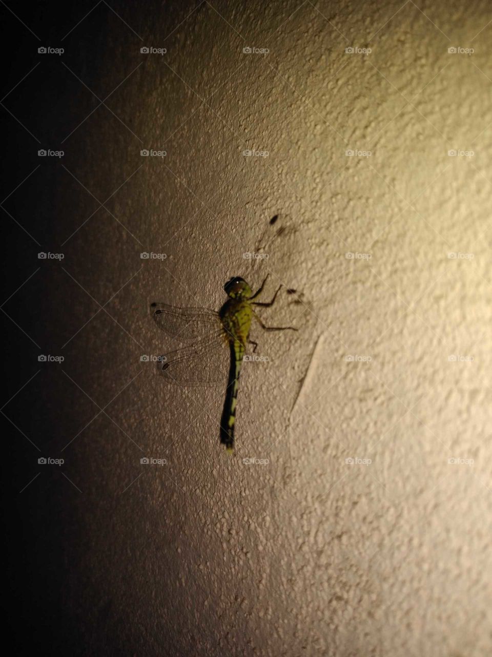 a dragonfly on the wall