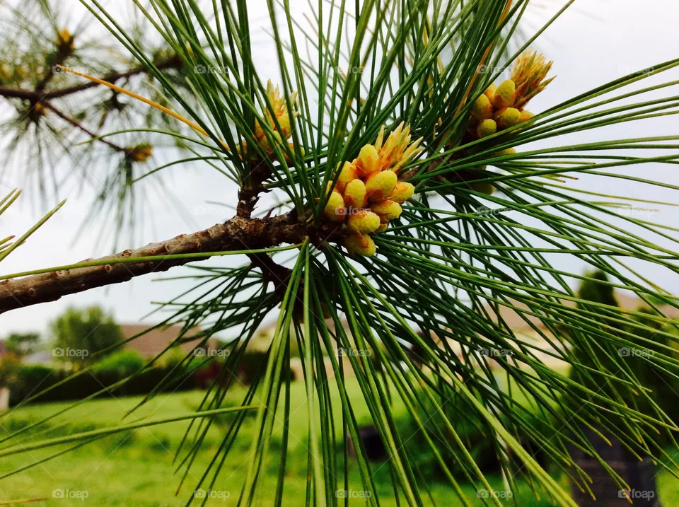 Pine